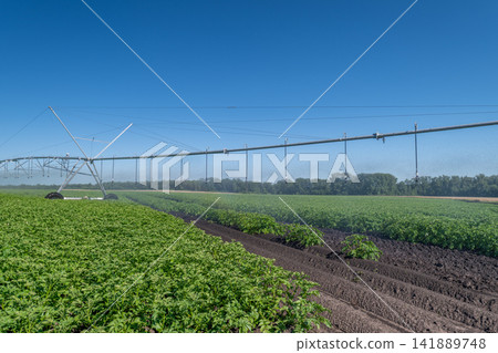 Irrigation system nourishes lush green fields under a clear blue sky on a sunny day Irrigation system nourishes lush green fields under a clear blue sky on a sunny day 141889748
