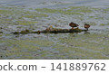 Two ducks are sleeping on a log in the river 141889762