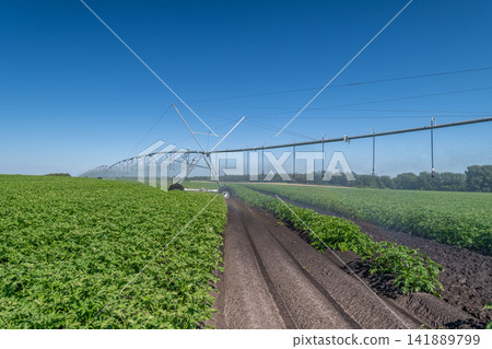Irrigation system waters lush green crops under a clear blue sky in a farming landscape Irrigation system waters lush green crops under a clear blue sky in a farming landscape 141889799