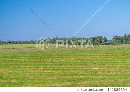 Expansive green fields stretch under a clear blue sky in a peaceful rural landscape Expansive green fields stretch under a clear blue sky in a peaceful rural landscape 141889804