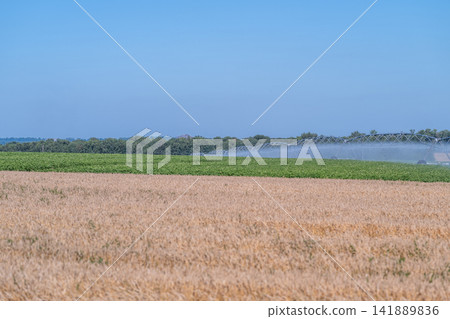 Fields of green and gold bloom under a clear sky with irrigation sprinklers in action during a warm summer day Fields of green and gold bloom under a clear sky with irrigation sprinklers in action during a warm summer day 141889836