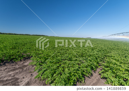 Gala potato variety thriving under the clear blue sky in a fertile field Gala potato variety thriving under the clear blue sky in a fertile field 141889839