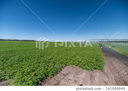 Vibrant green fields thrive under the bright blue sky with irrigation systems in motion showcasing the beauty of agriculture Vibrant green fields thrive under the bright blue sky with irrigation systems in motion showcasing the beauty of agriculture 141889844