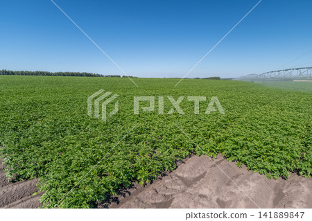 Vast green potato field stretches under a bright blue sky in the early afternoon sun Vast green potato field stretches under a bright blue sky in the early afternoon sun 141889847