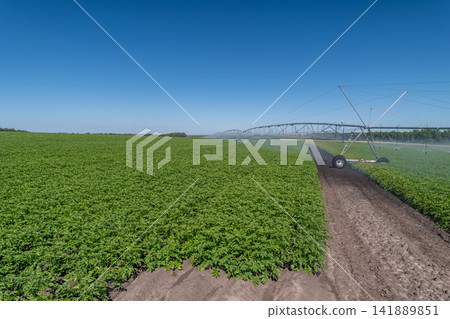 Bright green fields under a clear blue sky showcase the beauty of agriculture with irrigation at work on a sunny day Bright green fields under a clear blue sky showcase the beauty of agriculture with irrigation at work on a sunny day 141889851