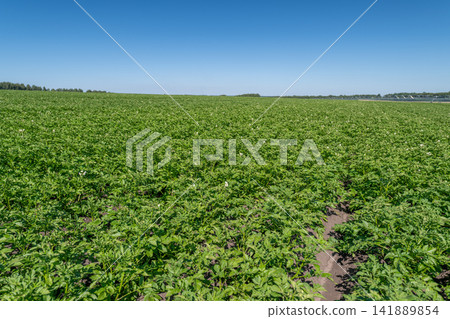 Vast potato field illuminated by the bright sun under a clear blue sky Vast potato field illuminated by the bright sun under a clear blue sky 141889854