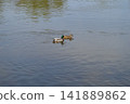 Two wild ducks - a mallard and a female mallard swim in the river 141889862