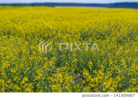 Endless waves of bright rapeseed flowers dancing under the sun in a tranquil countryside field Endless waves of bright rapeseed flowers dancing under the sun in a tranquil countryside field 141889867