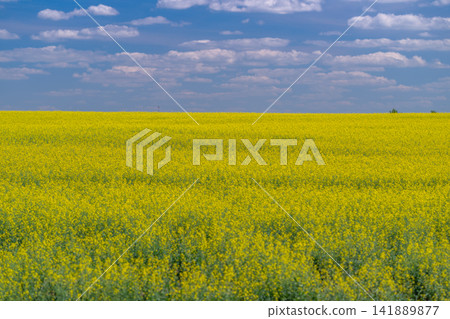 Fields of golden rapeseed flowers dancing under the blue sky during a serene spring day in the countryside Fields of golden rapeseed flowers dancing under the blue sky during a serene spring day in the countryside 141889877