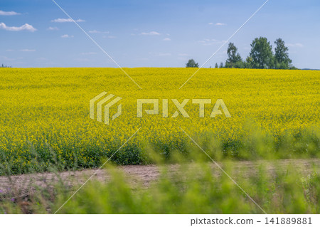 Bright yellow rapeseed flowers dance under the blue sky in a sunny field near peaceful greenery Bright yellow rapeseed flowers dance under the blue sky in a sunny field near peaceful greenery 141889881
