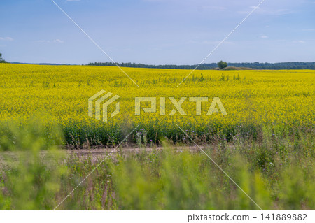 Vibrant rapeseed fields stretching under a clear blue sky in the countryside during springtime Vibrant rapeseed fields stretching under a clear blue sky in the countryside during springtime 141889882