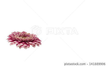 粉紅色和白色非洲菊，透明背景，微距拍攝。 141889906
