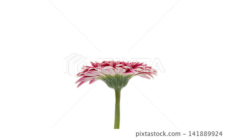 粉紅色和白色非洲菊,透明背景,微距拍攝。 粉紅色和白色非洲菊,透明背景,微距拍攝。 141889924