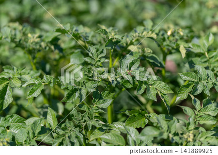 Vibrant green potato plants flourishing under bright sunlight in a rural field 141889925