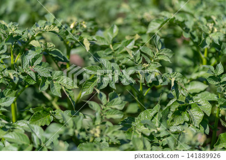 Lush green potato plants thriving under the warm sun in a vibrant farm field 141889926