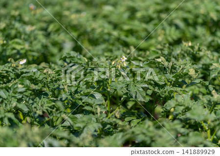 Vibrant potato plants thriving under the sun in a lush green field during the warm afternoon Vibrant potato plants thriving under the sun in a lush green field during the warm afternoon 141889929