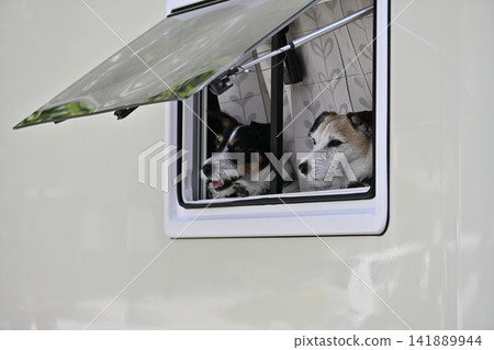兩隻傑克羅素梗犬正凝視著露營車的窗外。 兩隻傑克羅素梗犬正凝視著露營車的窗外。 141889944