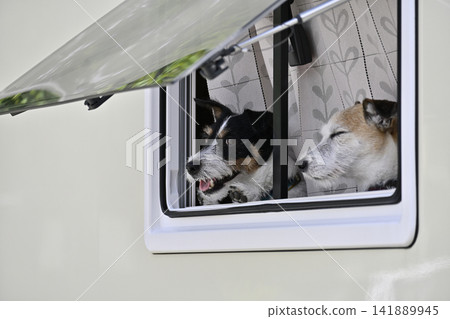 兩隻傑克羅素梗犬正凝視著露營車的窗外。 兩隻傑克羅素梗犬正凝視著露營車的窗外。 141889945
