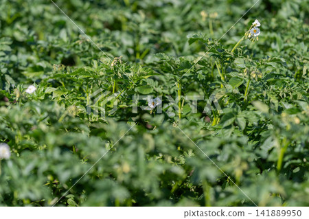 Fields of green bursting with potato plants under the warm sun showcasing delicate white flowers and rich foliage in a bountiful setting Fields of green bursting with potato plants under the warm sun showcasing delicate white flowers and rich foliage in a bountiful setting 141889950