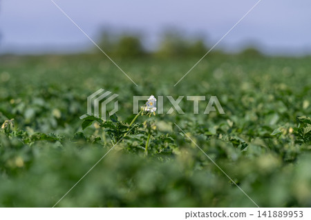 Vibrant potato field blooms under the sun showcasing nature's artistry in rural surroundings Vibrant potato field blooms under the sun showcasing nature's artistry in rural surroundings 141889953