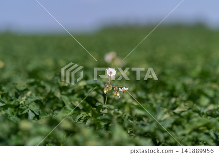 Blooming potato flowers in a lush green field under a bright sky Blooming potato flowers in a lush green field under a bright sky 141889956