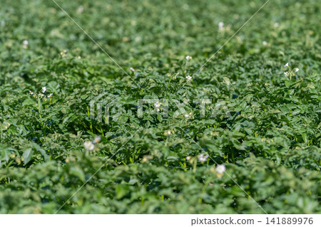 Lush green potato field blooming under bright sunlight in spring showcasing nature's beauty while inviting a bountiful harvest Lush green potato field blooming under bright sunlight in spring showcasing nature's beauty while inviting a bountiful harvest 141889976