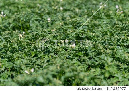 Rolling fields of green where vibrant potato plants thrive under the bright sun 141889977