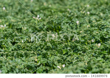 Lush green potato fields bloom under the bright sun showcasing delicate white flowers among the vibrant foliage in springtime 141889978
