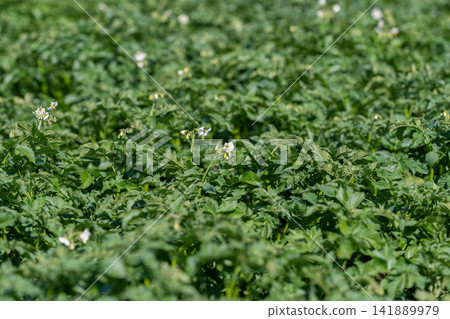 Lush green potato field alive with delicate white flowers swaying gently in a warm breeze Lush green potato field alive with delicate white flowers swaying gently in a warm breeze 141889979