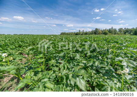 Lush potato field under a bright sky teeming with healthy green plants Lush potato field under a bright sky teeming with healthy green plants 141890016