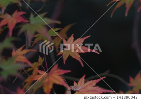 Japanese maple leaves in autumn (5) Japanese maple leaves in autumn (5) 141890042