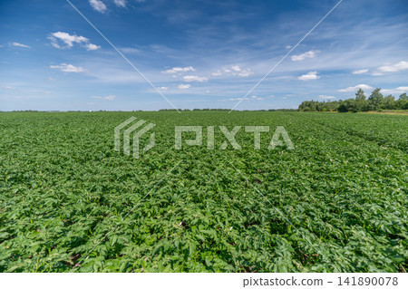 Vast potato field basking under a clear blue sky on a sunny day in the countryside Vast potato field basking under a clear blue sky on a sunny day in the countryside 141890078