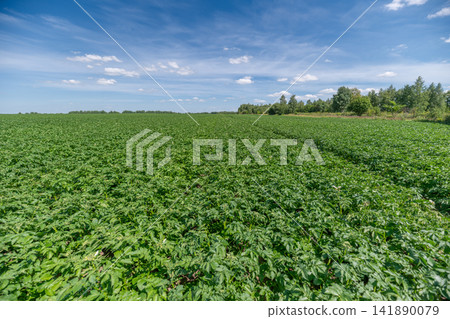 Lush green potato fields stretch endlessly under a bright blue sky filled with fluffy clouds 141890079