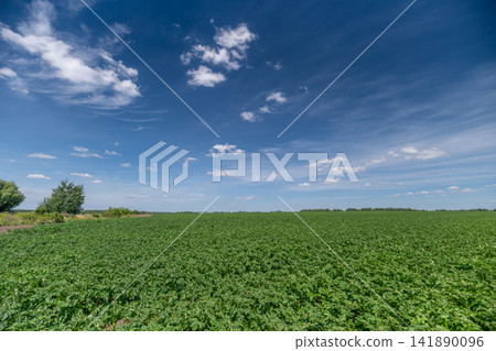 Lush green potato field under a bright expansive sky in the countryside Lush green potato field under a bright expansive sky in the countryside 141890096