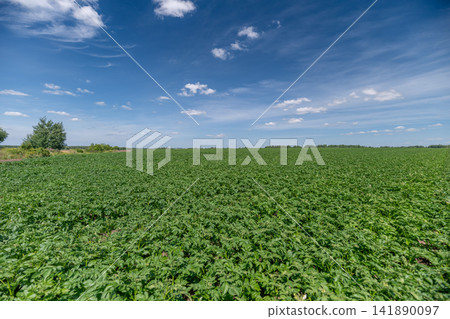 Vast potato field stretches under a brilliant blue sky filled with fluffy white clouds in the serene countryside Vast potato field stretches under a brilliant blue sky filled with fluffy white clouds in the serene countryside 141890097