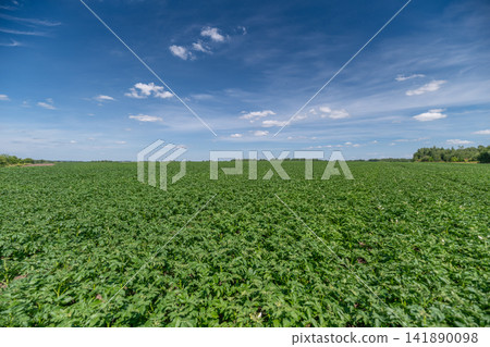 Endless green fields of potatoes under a vast blue sky with fluffy clouds during a bright sunny day Endless green fields of potatoes under a vast blue sky with fluffy clouds during a bright sunny day 141890098