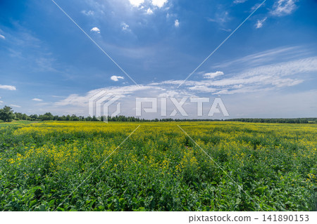 Golden rapeseed flowers dancing under a bright blue sky in a lush field during a sunny afternoon Golden rapeseed flowers dancing under a bright blue sky in a lush field during a sunny afternoon 141890153