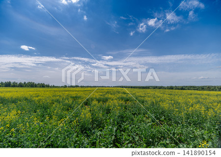 Fields of golden rapeseed flowers stretch under a vibrant blue sky adorned with fluffy clouds in a serene rural landscape Fields of golden rapeseed flowers stretch under a vibrant blue sky adorned with fluffy clouds in a serene rural landscape 141890154