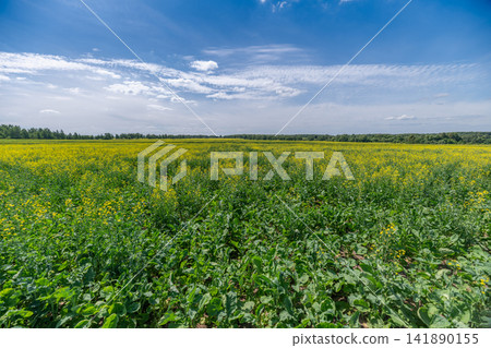Vibrant rapeseed flowers bloom under a clear blue sky in a sprawling field showcasing nature's beauty in full splendor Vibrant rapeseed flowers bloom under a clear blue sky in a sprawling field showcasing nature's beauty in full splendor 141890155