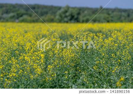 Bright rapeseed flowers bloom in vibrant fields under a clear blue sky during a warm sunny day in spring Bright rapeseed flowers bloom in vibrant fields under a clear blue sky during a warm sunny day in spring 141890156