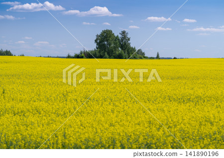 A vibrant field of blooming canola under a clear blue sky creating a captivating landscape in early summer A vibrant field of blooming canola under a clear blue sky creating a captivating landscape in early summer 141890196