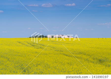 Golden fields stretch across the horizon under a bright blue sky showcasing the beauty of blooming Brassica napus canola plants Golden fields stretch across the horizon under a bright blue sky showcasing the beauty of blooming Brassica napus canola plants 141890197