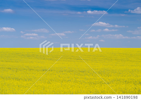 Golden canola fields stretch under a vast blue sky with fluffy clouds showcasing nature's vibrant hues and beauty Golden canola fields stretch under a vast blue sky with fluffy clouds showcasing nature's vibrant hues and beauty 141890198