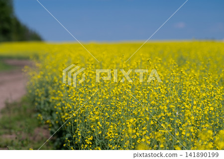 Vibrant fields of rape blossom in full bloom under a clear blue sky signaling the arrival of spring Vibrant fields of rape blossom in full bloom under a clear blue sky signaling the arrival of spring 141890199