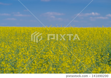 A vibrant canola field stretches beneath a bright blue sky showcasing nature's beauty in the blooming landscape A vibrant canola field stretches beneath a bright blue sky showcasing nature's beauty in the blooming landscape 141890200