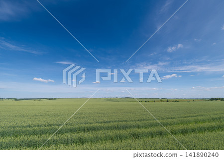 Endless green fields stretch under a bright blue sky creating a serene landscape full of nature's beauty and tranquility Endless green fields stretch under a bright blue sky creating a serene landscape full of nature's beauty and tranquility 141890240
