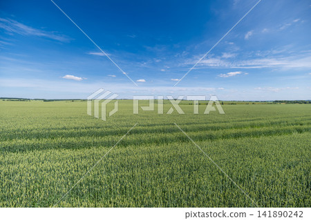 Vast fields stretch under a brilliant blue sky during a sunny afternoon creating a serene landscape filled with golden waves of ripening grain Vast fields stretch under a brilliant blue sky during a sunny afternoon creating a serene landscape filled with golden waves of ripening grain 141890242