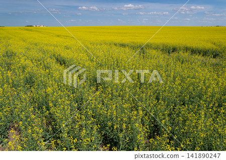 Vibrant fields of canola bloom under a bright sky in the heart of springtime showcasing nature's golden beauty in full glory Vibrant fields of canola bloom under a bright sky in the heart of springtime showcasing nature's golden beauty in full glory 141890247