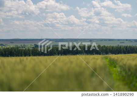 Golden wheat sways gently in the breeze under a vast sky filled with puffy clouds showcasing nature's artistry 141890290