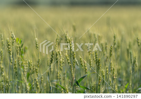 Golden waves dance in the sunlit wheat field during a calm summer day in the countryside Golden waves dance in the sunlit wheat field during a calm summer day in the countryside 141890297